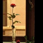 Roses in the Window