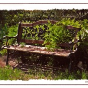 Monica's Bench