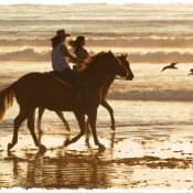 Horses