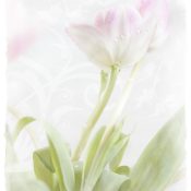 Greeting Card Design