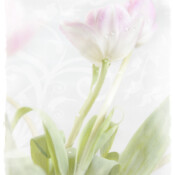 Greeting Card Design